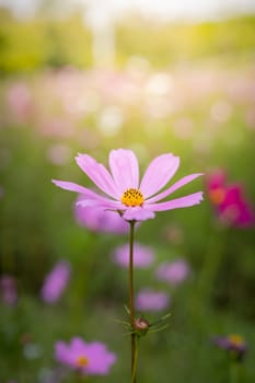 The background image of the colorful flowers, background nature