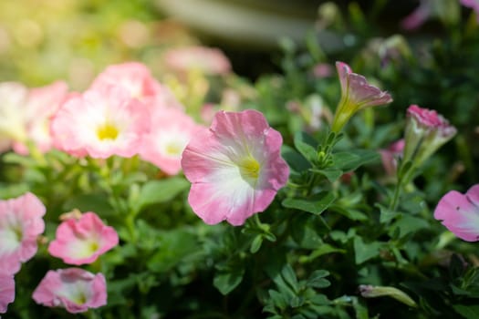 The background image of the colorful flowers, background nature