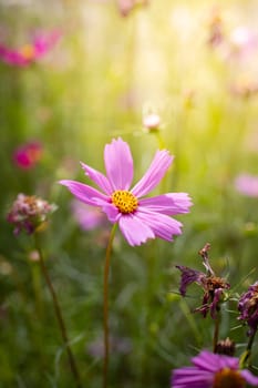 The background image of the colorful flowers, background nature