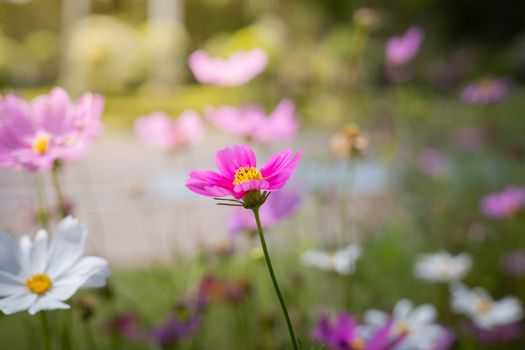 The background image of the colorful flowers, background nature