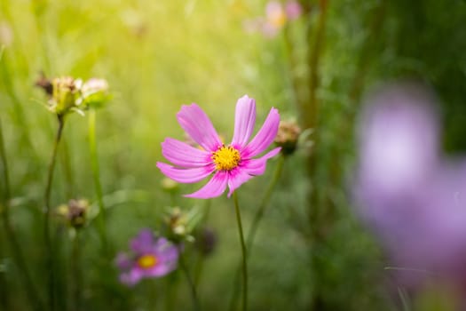 The background image of the colorful flowers, background nature
