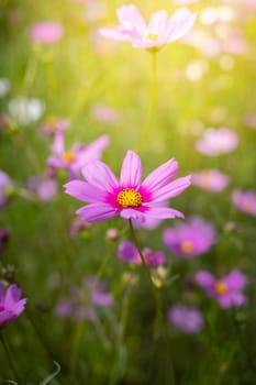 The background image of the colorful flowers, background nature