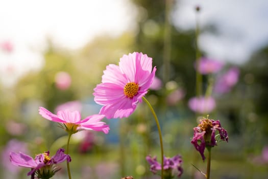 The background image of the colorful flowers, background nature