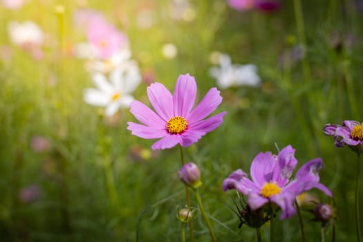 The background image of the colorful flowers, background nature