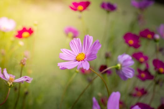 The background image of the colorful flowers, background nature