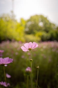 The background image of the colorful flowers, background nature