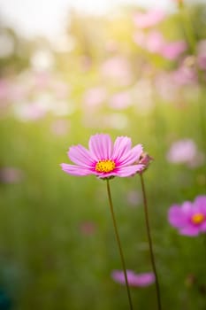 The background image of the colorful flowers, background nature