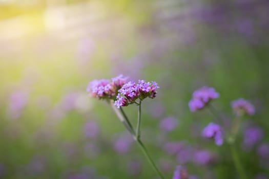 The background image of the colorful flowers, background nature