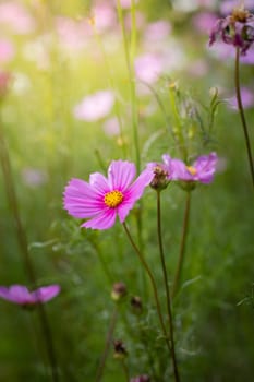 The background image of the colorful flowers, background nature