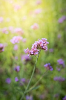 The background image of the colorful flowers, background nature