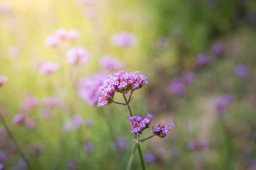 The background image of the colorful flowers, background nature