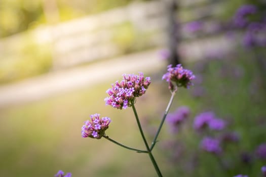 The background image of the colorful flowers, background nature