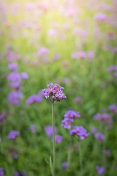 The background image of the colorful flowers, background nature