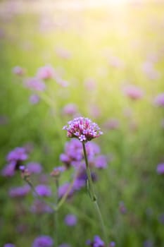 The background image of the colorful flowers, background nature