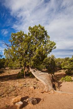 Utah Juniper (Juniperus osteosperma) photographed along the Scenic Byway, Route 12 in Utah.USA