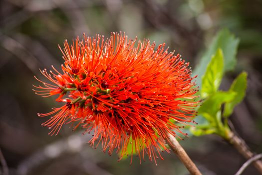 Flower of the Natal bottlebrush (Greyia sutherlandii) photographed in the Central Drakensberg, South Africa.