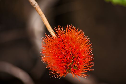 Flower of the Natal bottlebrush (Greyia sutherlandii) photographed in the Central Drakensberg, South Africa.