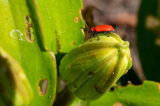 Lily leaf beetle (Lilioceris lilii), vermin in the gardens