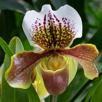 Orchid Paphiopedilum, close up of the flower head