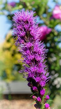 Prairie gay feather (Liatris spicata), flowers of summer