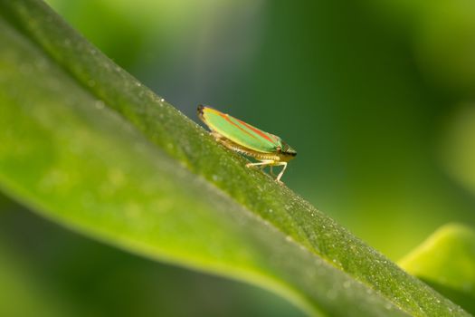 Rhododendron leafhopper (Graphocephala fennahi), vermin in the gardens
