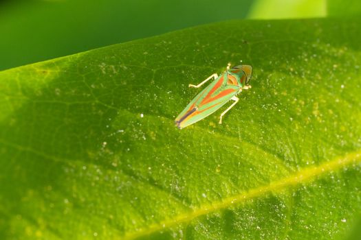 Rhododendron leafhopper (Graphocephala fennahi), vermin in the gardens