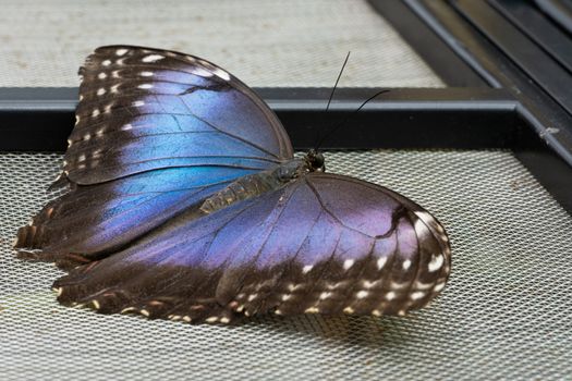 Blue morpho butterfly (Morpho peleides), close-up of the butterfly