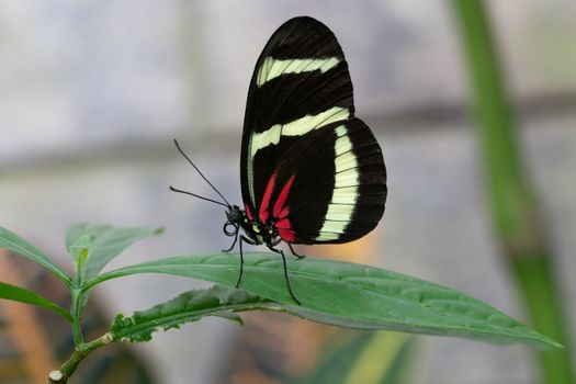 Hewitsons longwing (Heliconius hewitsoni), close-up of the butterfly