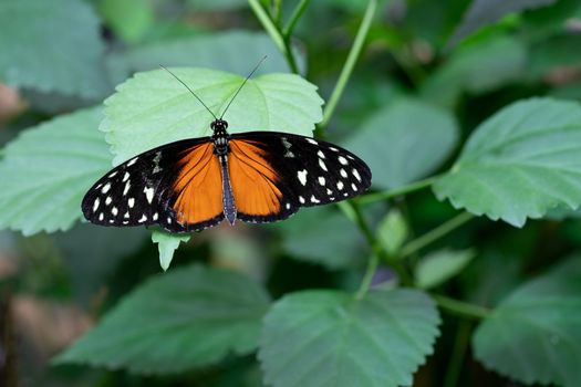 Golden longwing (Heliconius hecale), close-up of the butterfly
