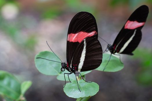 The red postman (Heliconius erato), close-up of the butterfly