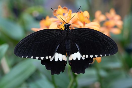 Common mormon (Papilio polytes), close-up of the butterfly