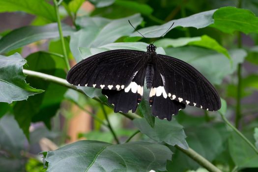 Common mormon (Papilio polytes), close-up of the butterfly