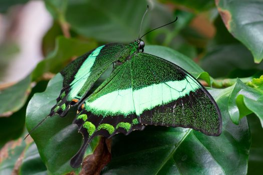 Emerald swallowtail (Papilio palinurus), close-up of the butterfly