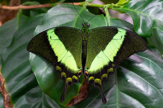 Emerald swallowtail (Papilio palinurus), close-up of the butterfly