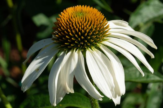Coneflower (Echinacea purpurea), flowers of summer