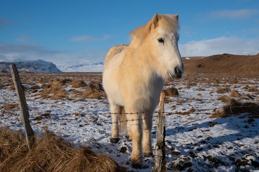 Iceland horse (Equus caballus), traditional horse from the Icelandic island