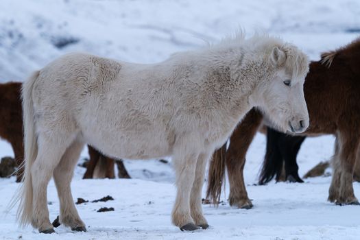 Iceland horse (Equus caballus), traditional horse from the Icelandic island