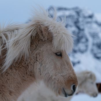 Iceland horse (Equus caballus), traditional horse from the Icelandic island