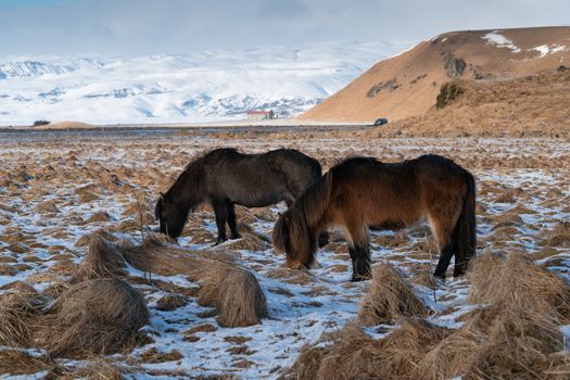 Iceland horse (Equus caballus), traditional horse from the Icelandic island