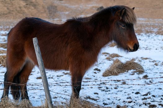 Iceland horse (Equus caballus), traditional horse from the Icelandic island