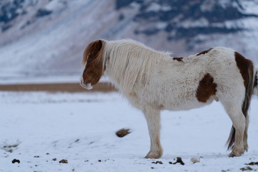 Iceland horse (Equus caballus), traditional horse from the Icelandic island