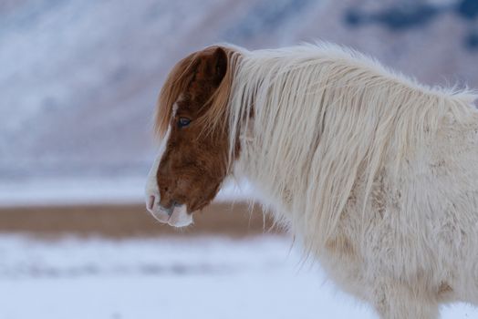 Iceland horse (Equus caballus), traditional horse from the Icelandic island
