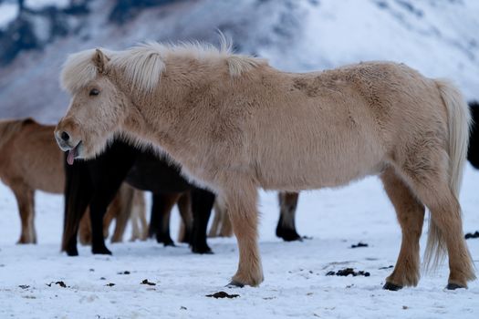 Iceland horse (Equus caballus), traditional horse from the Icelandic island