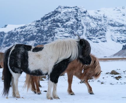 Iceland horse (Equus caballus), traditional horse from the Icelandic island