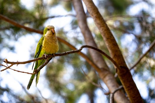 Yellow-green parrot sitting on a pine tree branch on the park.