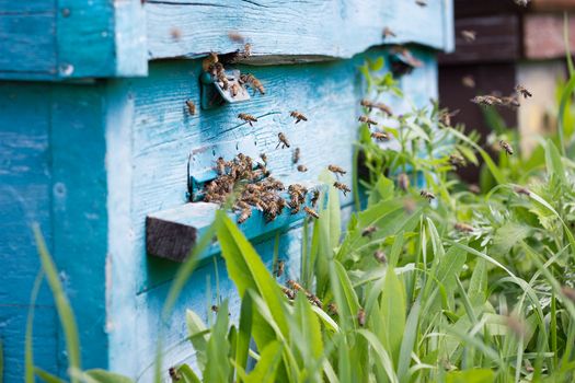 bees carry nectar to the hive. Flying bees in the spring. Swarm of bees