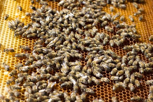 Bees on honeycomb. Honey frame with bees, breeding bees, beekeeping