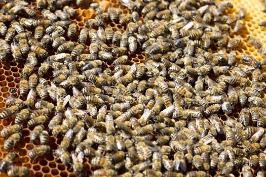 Bees on honeycomb. Closeup of bees on the honeycomb in beehive.