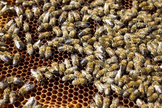 Bees on honeycomb. Closeup of bees on the honeycomb in beehive.