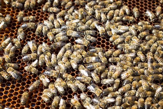 Bees on honeycomb. Closeup of bees on the honeycomb in beehive.